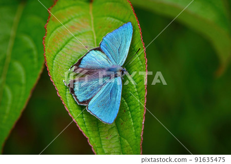 Favonius taxla，一種美麗的翠綠色蝴蝶，為白馬和輕井澤初夏高原的森林著色。 91635475