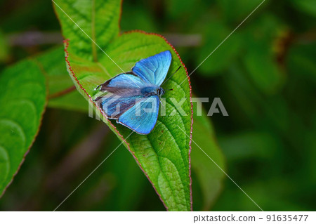Favonius taxla，一種美麗的翠綠色蝴蝶，為白馬和輕井澤初夏高原的森林著色。 91635477