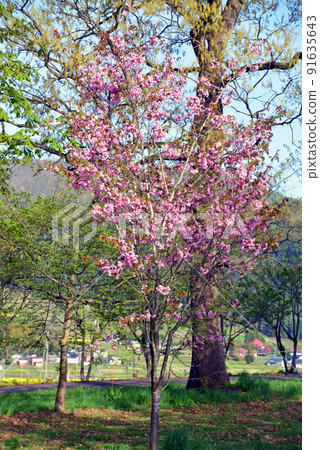 [Iiyama City, Nagano Prefecture] Sakura at Nanohana Park, May 25, 2022 91635643