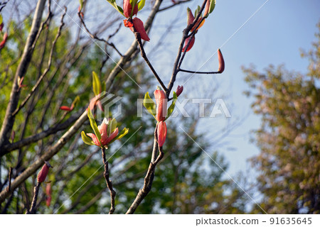 [Iiyama City, Nagano Prefecture] Magnolia blooming in rape blossom park 91635645