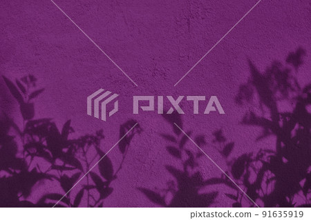 Shadow of leaves on purple concrete wall texture background 91635919