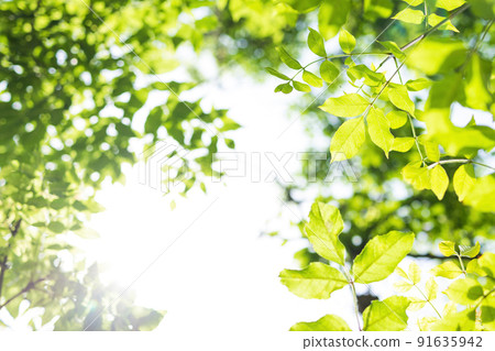 sun rays with radiant bokeh shines through forest trees sun rays with radiant bokeh shines through forest trees 91635942