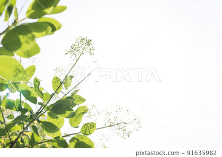 sun shines through green leaves with white sky background sun shines through green leaves with white sky background 91635982