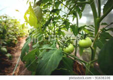 Tomato plants in greenhouse Green tomatoes plantation. Organic farming, young tomato plants growth in greenhouse. 91636106