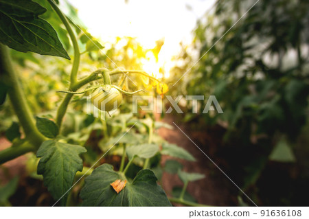 Tomato plants in greenhouse Green tomatoes plantation. Organic farming, young tomato plants growth in greenhouse. 91636108