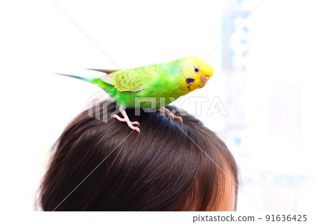 Budgerigar on the girl's head 91636425