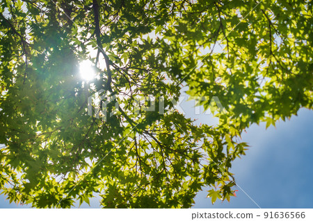Summer sunshine that shines in green 91636566