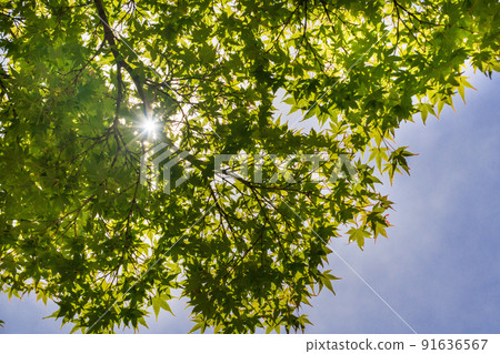 Summer sunshine that shines in green 91636567