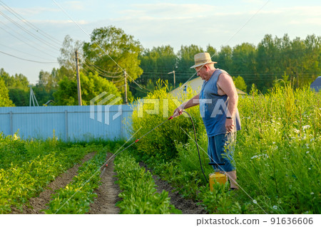 An elderly man in a hat sprays an insecticide on the tops of potatoes.  91636606