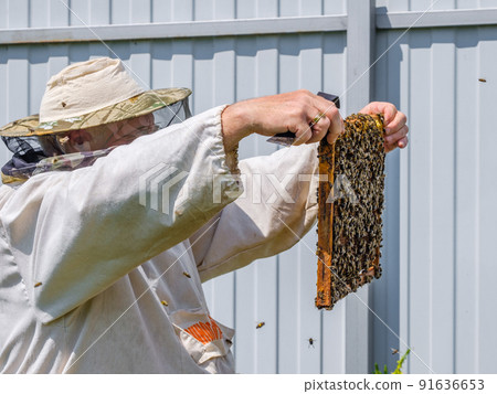 A beekeeper in protective clothing holds a frame with honeycombs. A beekeeper in protective clothing holds a frame with honeycombs. 91636653