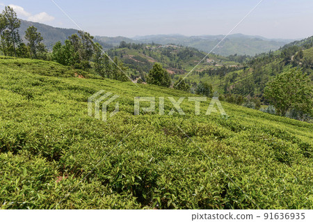 Lush green tea gardens in plantation in Conoor in south India 91636935
