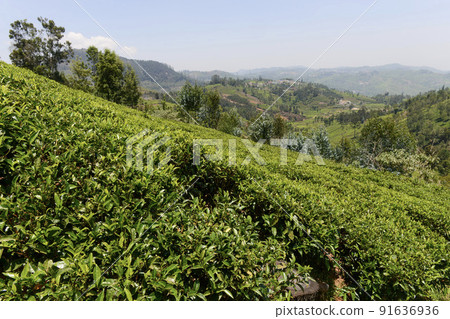 Lush green tea gardens in plantation in Conoor in south India 91636936