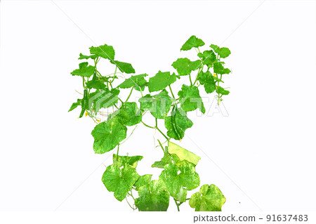 在初夏，黃瓜會長出常春藤，開出黃色的花朵。 91637483