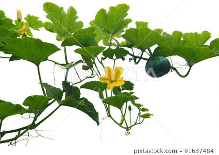南瓜藤長得旺盛，開著黃色的花，南瓜果實也長得很大，初夏的陽光很烈。 91637484