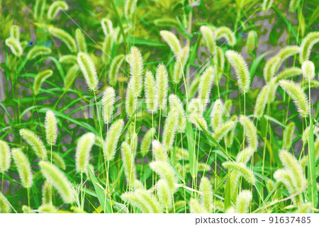 被稱為雜草的植物，逆光看，就像美麗的花朵 91637485