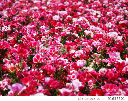 Colorful godetian flowers Colorful godetian flowers 91637501