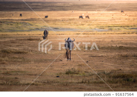 Wildebeest in the grassland of the Ngorongoro Crater Conservation Area. Safari concept. Tanzania. Africa 91637564