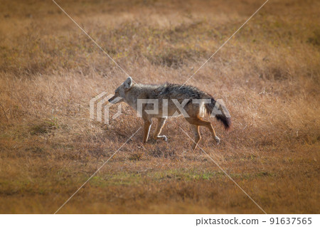 Isolated coyote in the grassland of Ngorongoro Crater Conservation Area. Safari concept. Tanzania. Africa 91637565