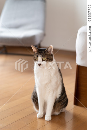 Sitting cat Kijitora cat 91637792