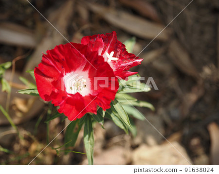 五顏六色的戈德天花 91638024