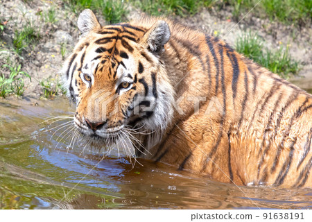 Amour tiger in the water, cooling down or playing Amour tiger in the water, cooling down or playing 91638191