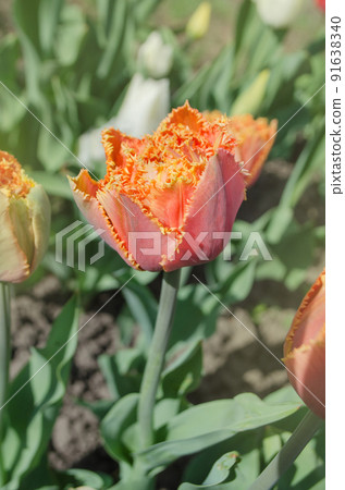 Sensual Touch tulip. Orange double petal tulip Sensual Touch tulip. Orange double petal tulip 91638340