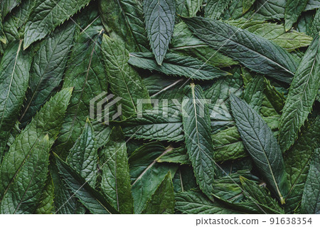Fresh green leaves of mint top view. Peppermint leaf texture. 91638354