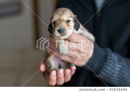 Puppy Kaninhen Dachshund Puppy Kaninhen Dachshund 91638494