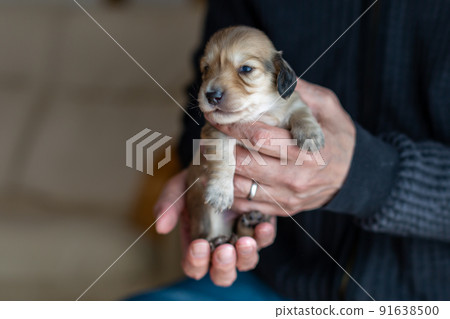 小狗 Kaninhen 臘腸 91638500