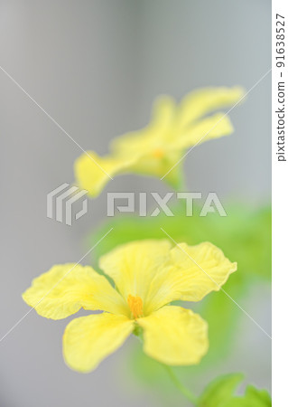 Yellow flower of bitter gourd of summer vegetables 91638527