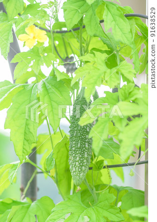 Yellow flowers and green fruits of summer vegetable bitter gourd 91638529
