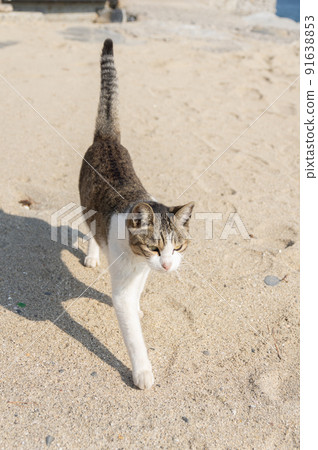 Walking cat Kijitora white Walking cat Kijitora white 91638853