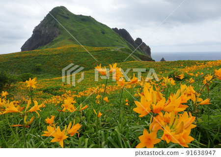 Negai，新潟縣佐渡市小野龜在佐渡島海岸的黑鳶甘草殖民地 91638947