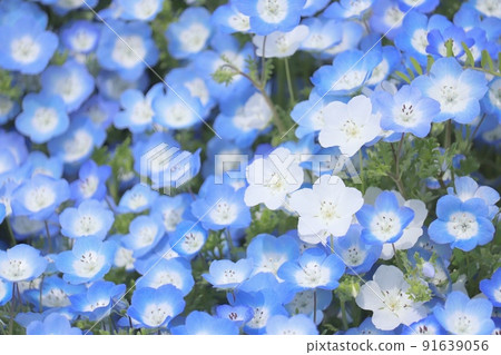 尼莫菲拉山 尼莫菲拉山 91639056