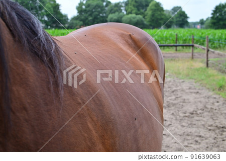 Several flies on a brown horse standig on a paddock Several flies on a brown horse standig on a paddock 91639063