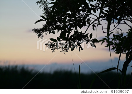 Silhouette of an elderberry branch against a colouful blurred background 91639097