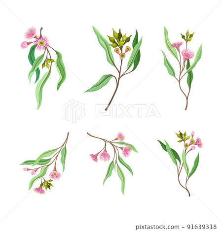Set of Eucalyptus flowering tree branches vector illustration 91639318
