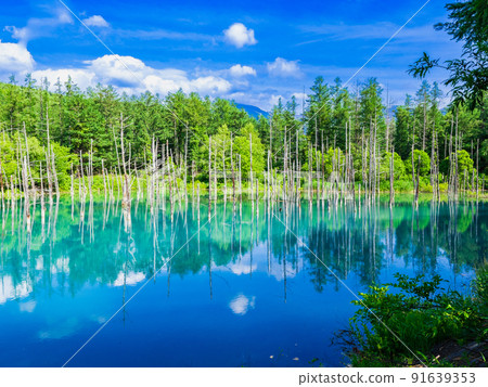 夏季北海道藍池美瑛 91639353