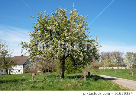 Springtime, Bergisches Land, Germany 91639384
