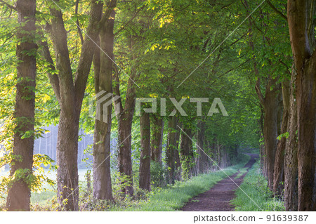 Hiking trail, Odenthal, Germany Hiking trail, Odenthal, Germany 91639387