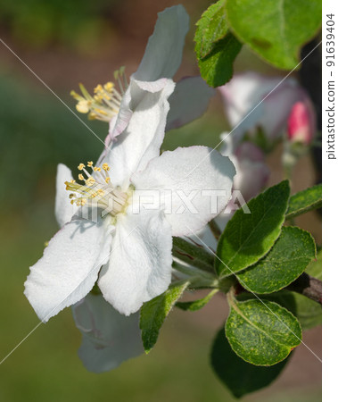 Apple tree, Malus domestica Apple tree, Malus domestica 91639404