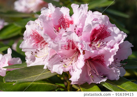 Rhododendron Hybrid Belami, Rhododendron hybrid 91639415