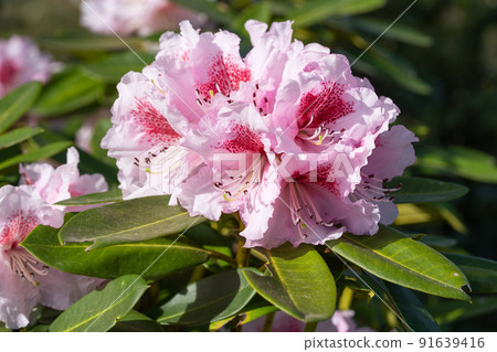 Rhododendron Hybrid Belami, Rhododendron hybrid 91639416