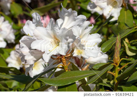 Rhododendron Hybrid Dufthecke, Rhododendron hybrid 91639421