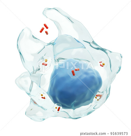 Macrophage is swallowing any bacteria ( Phagocytosis ). White blood cells with transparency membrane and many bacteria in vacuoles . Isolated white background . 3D render . 91639573