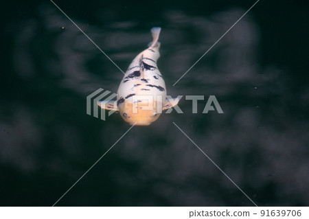游泳鯉魚 游泳鯉魚 91639706