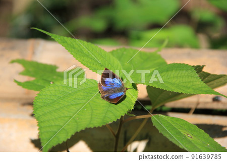 靠在葉子上的“紫菜” 靠在葉子上的“紫菜” 91639785