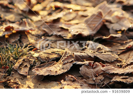 Lots of fallen leaves covered with light snow Lots of fallen leaves covered with light snow 91639809