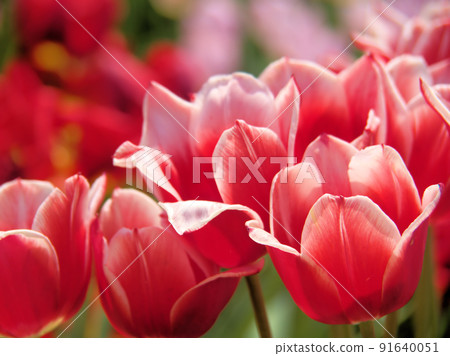 五月盛開的鬱金香花 91640051