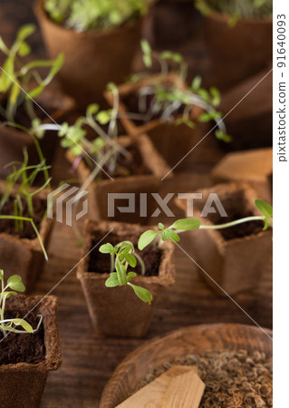 Vegetable seedlings in biodegradable pots on wooden table close up. Urban gardening Vegetable seedlings in biodegradable pots on wooden table close up. Urban gardening 91640093